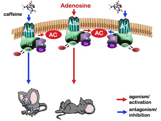 Vì cấu trúc tương đồng, caffeine ức chế cạnh tranh với adenosine