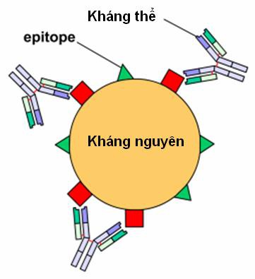 DT 395 VẮC XIN 2