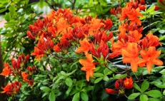 MẬT ONG rhododendrons-orange-095450