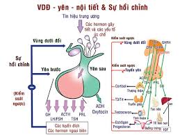 TRỤC YÊN-TUYẾN NỘI TIẾT