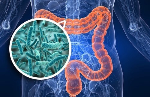 DT 345 GUT MICROBIOME hình 1