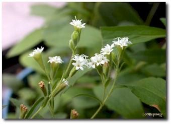 CỎ STEVIA 1