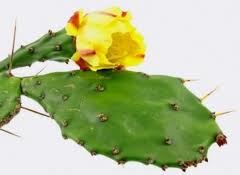 NOPAL 1