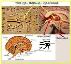 MELATONIN ĐỒNG HỒ SINH HỌC H2 3rd EYE