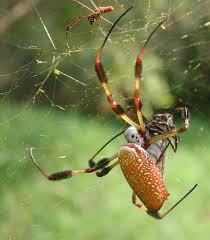 NHỆN NEPHILA CLAVIPE