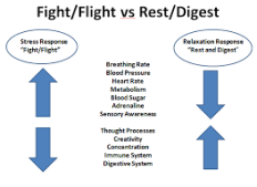 FIGHT or FLIGHT vs REST and DIGEST 2