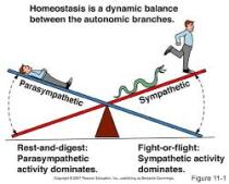 FIGHT or FLIGHT vs REST and DIGEST 3