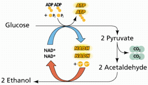 DT 383 Ethanol-Fermentation.gif