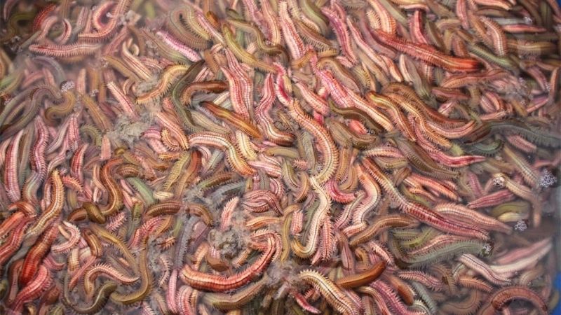 Rươi chủ yếu thường được tìm thấy nhiều ở những tỉnh miền Bắc